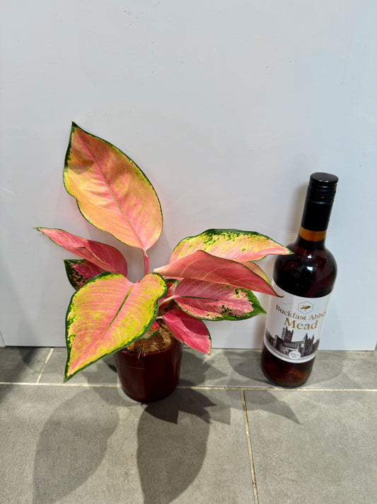 30cm Aglaonema Pink
