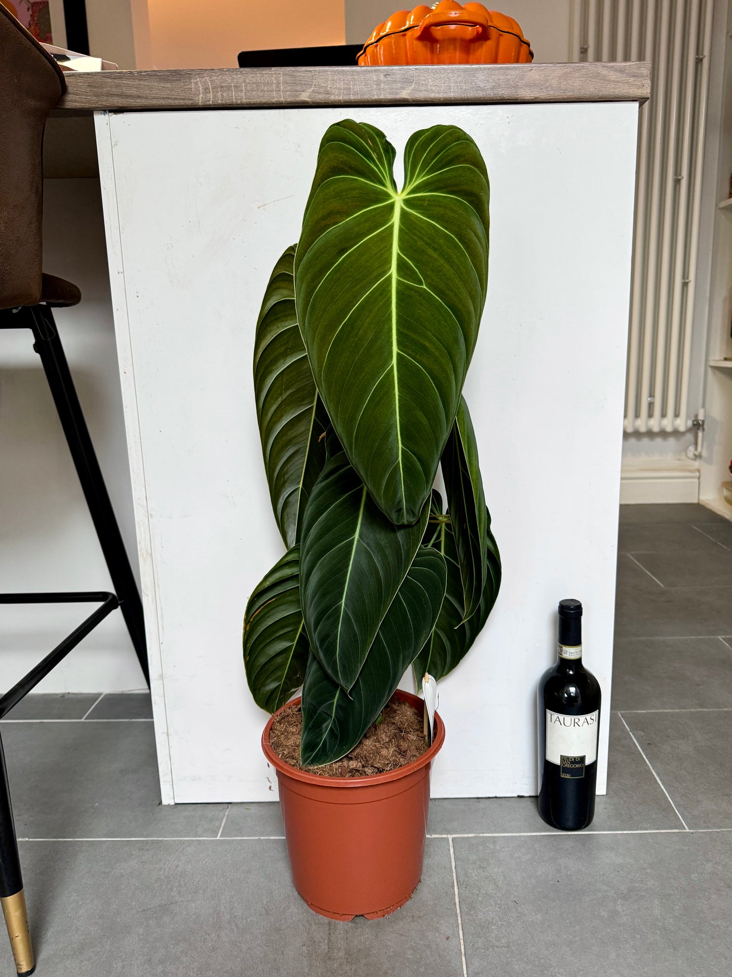 80cm XL Philodendron Melanochrysum
