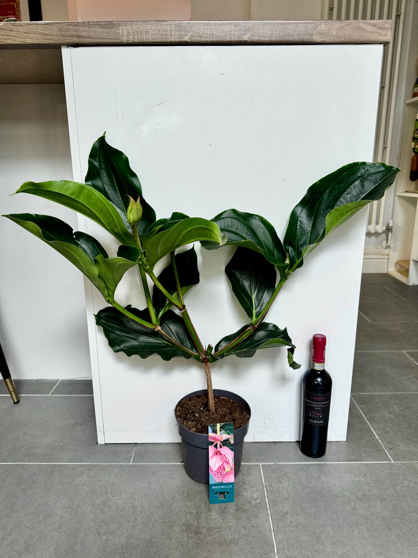 70cm Medinella Magnifica (Rose Grape)