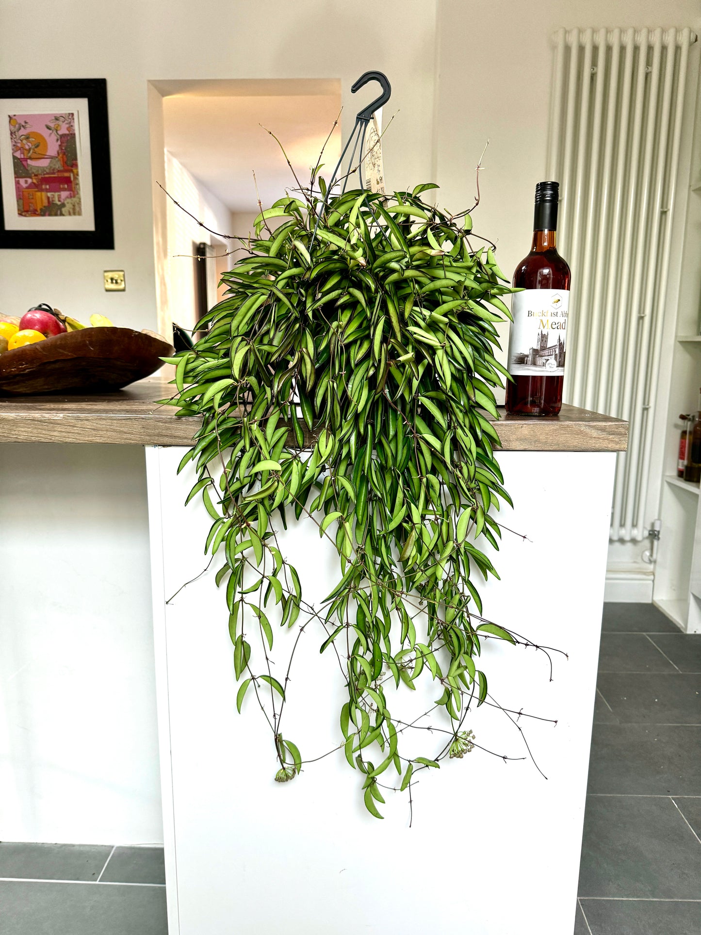 70cm Hoya Wayetii