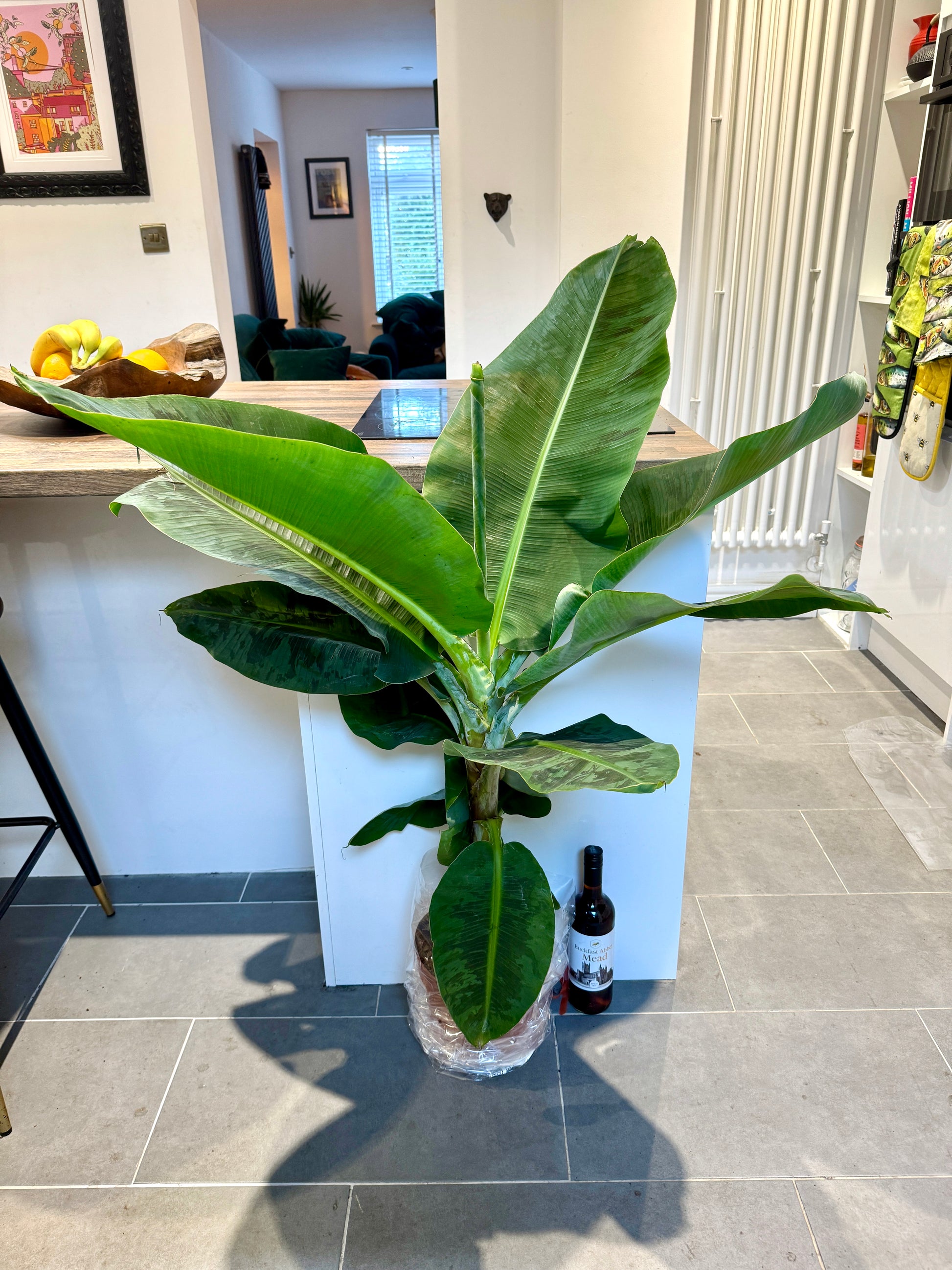 banana plant indoor uk 140cm Musa Dwarf Cavendish (Banana Plant) – Bristol Plant Man