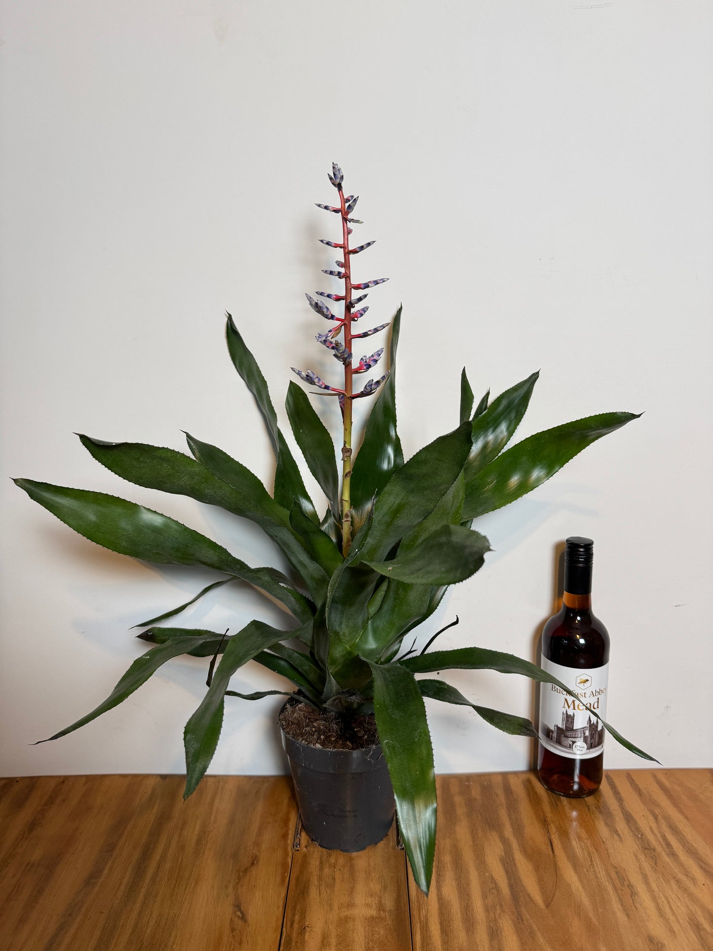 70cm Aechmea Blue Rain