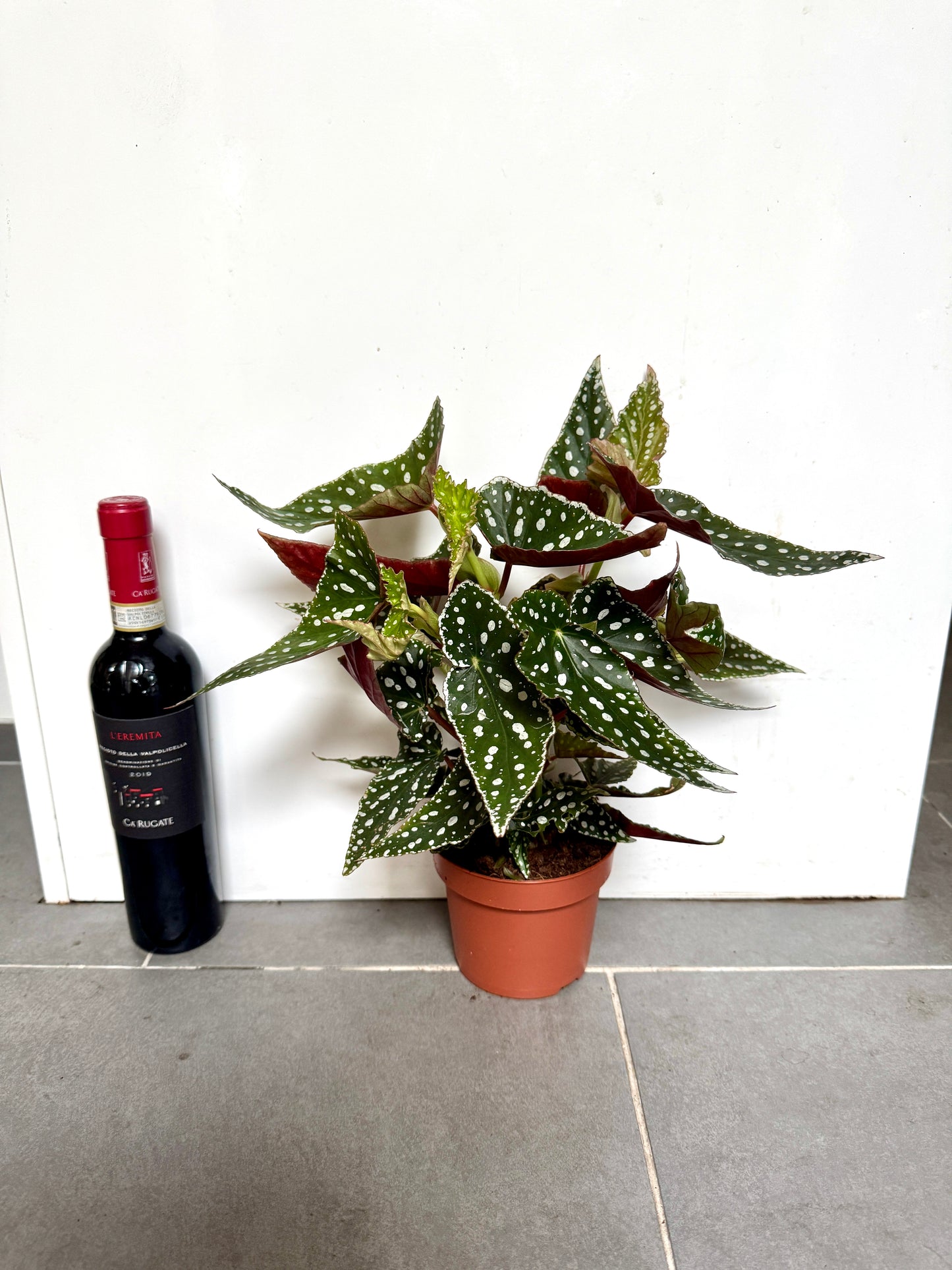 30cm Begonia Maculata