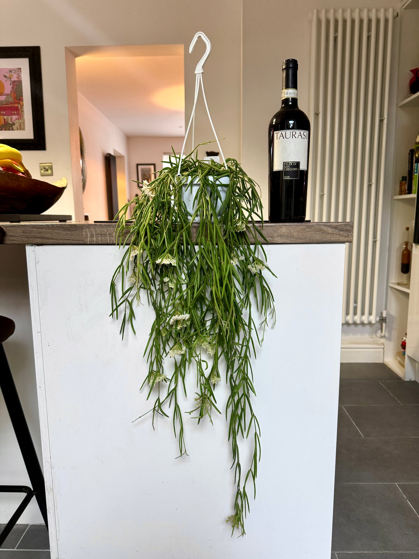 80cm Flowering Hoya Lineralis
