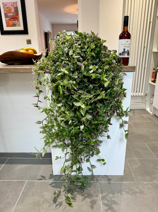 120cm Giant Tradescantia Pink Hill