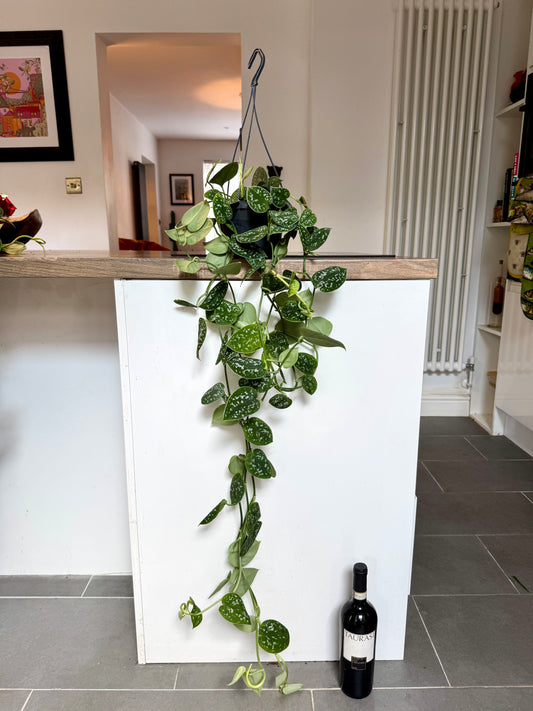 90cm XL Satin Pothos (Scindapsus Argyraeus)
