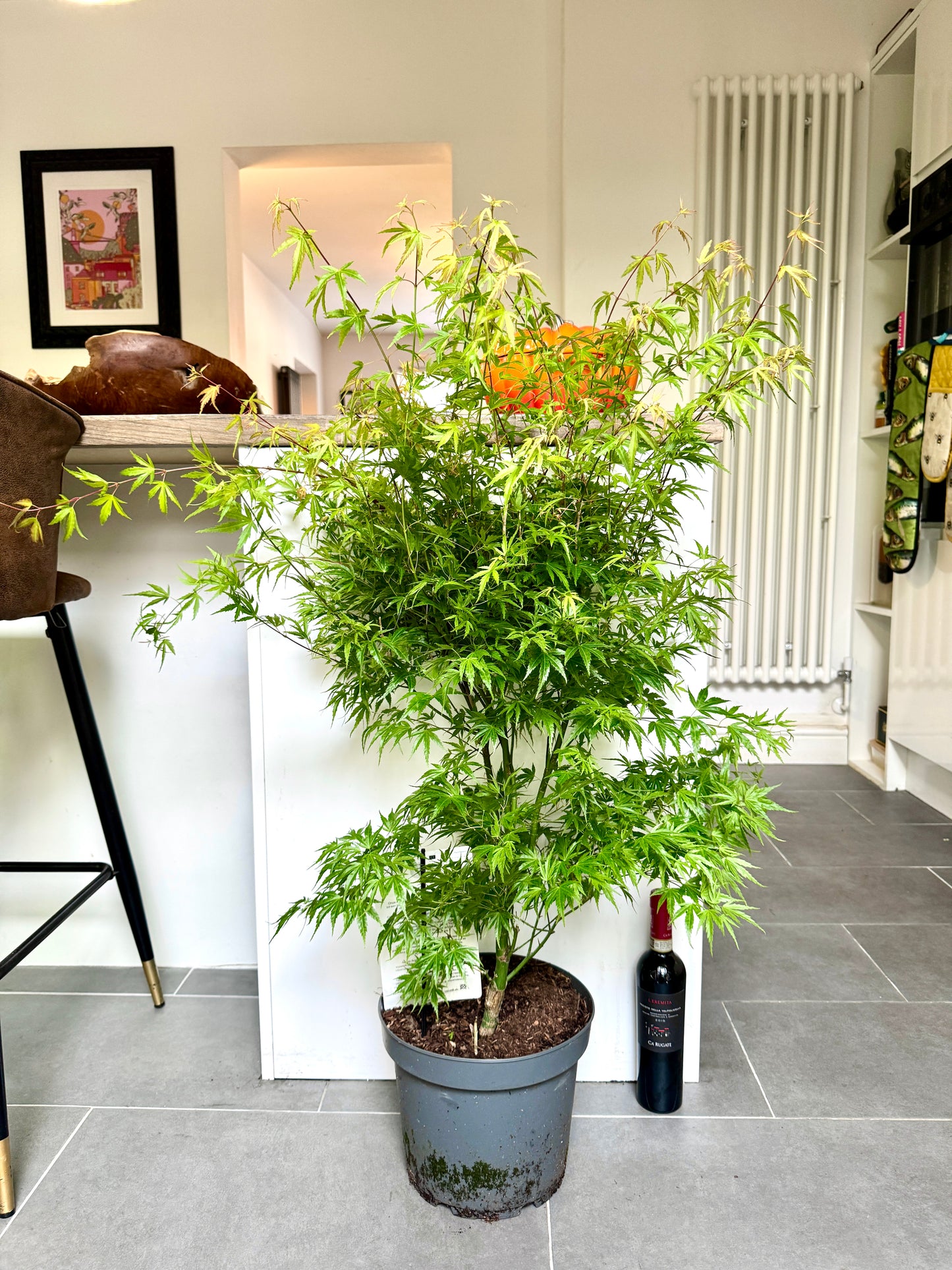 130cm Acer Palmatum Wilsons Pink Dwarf