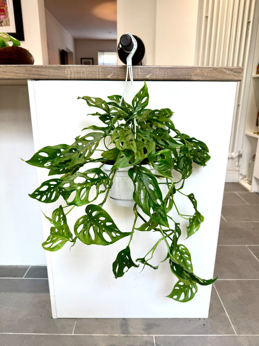 60cm Hanging Monstera Adansonii (Monkey Mask Cheese Plant)