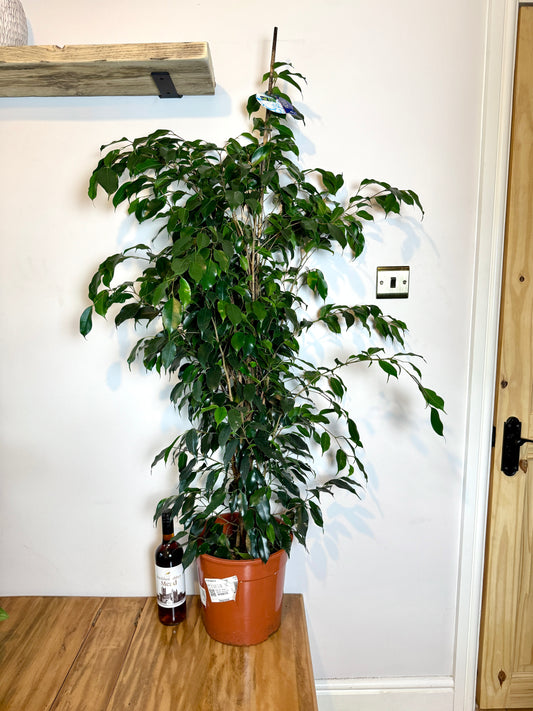 150cm Ficus Benjamina Danielle