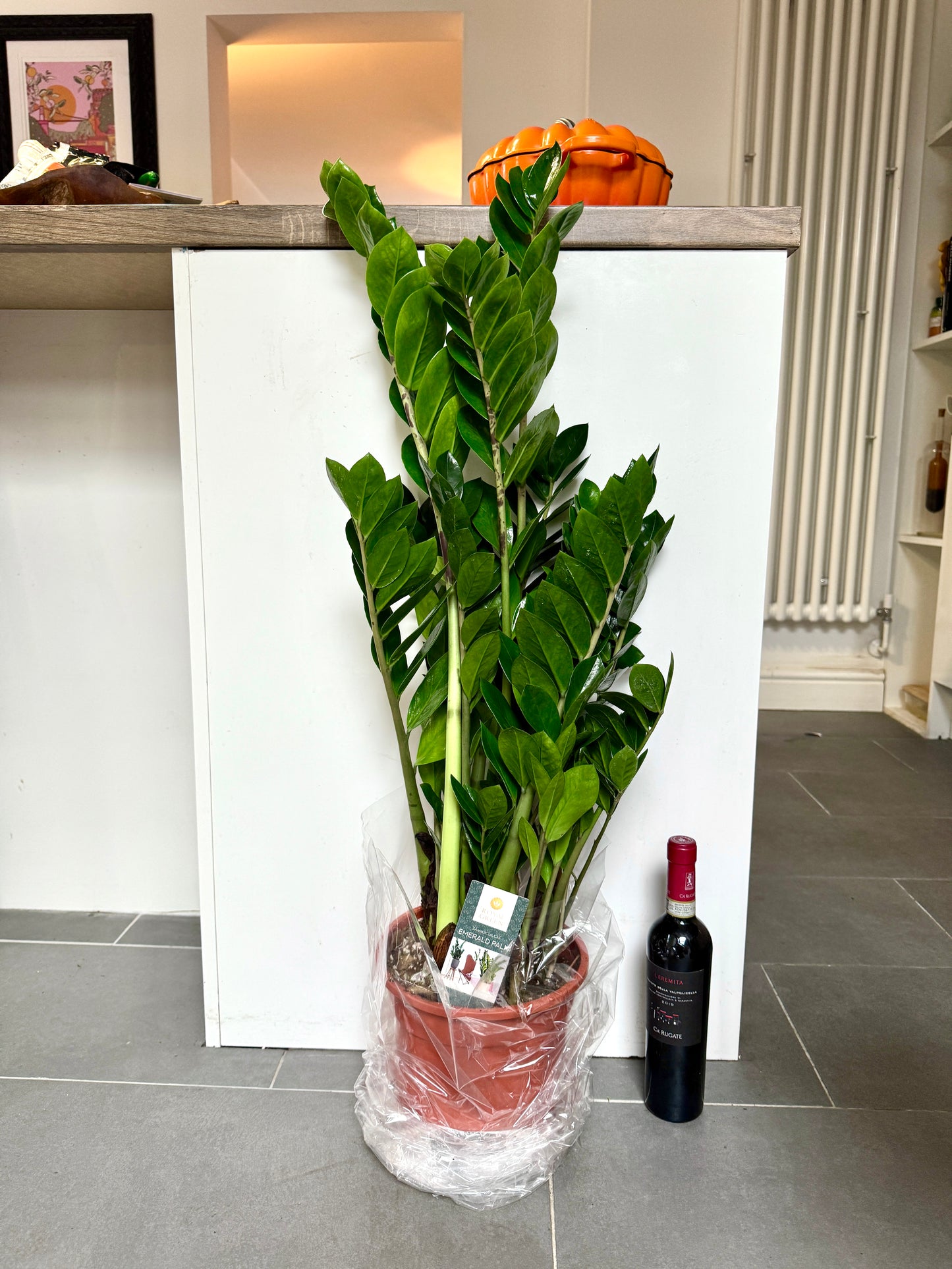 90cm ZZ Plant