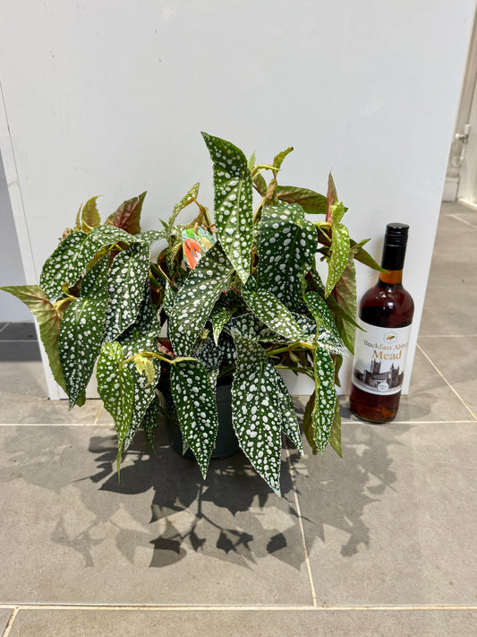 30cm Begonia Double Dot