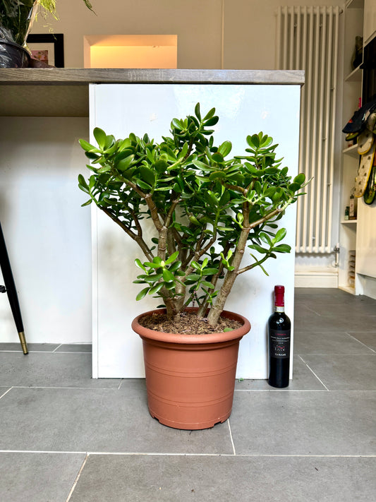 75cm Crassula Ovata (Jade / Money Plant)