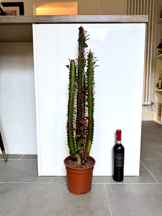 85cm Euphorbia Trigona Rubra Cactus