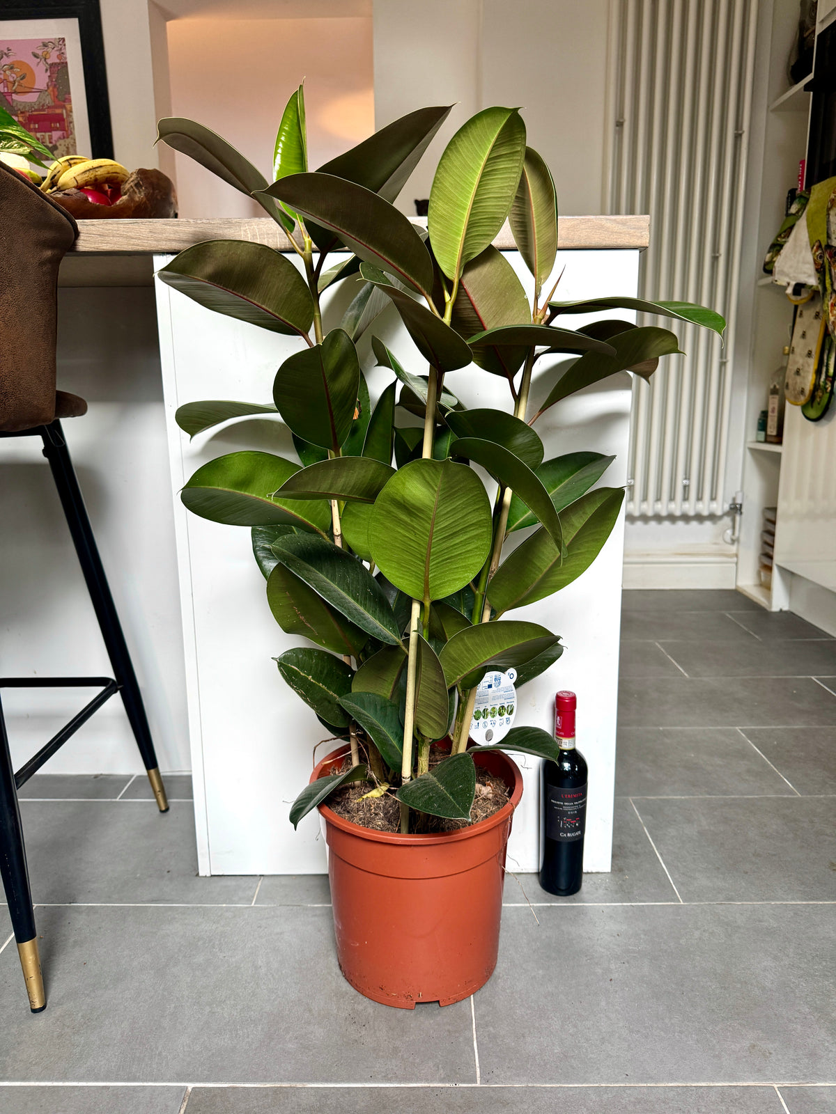 100cm Ficus Robusta (Rubber Plant)