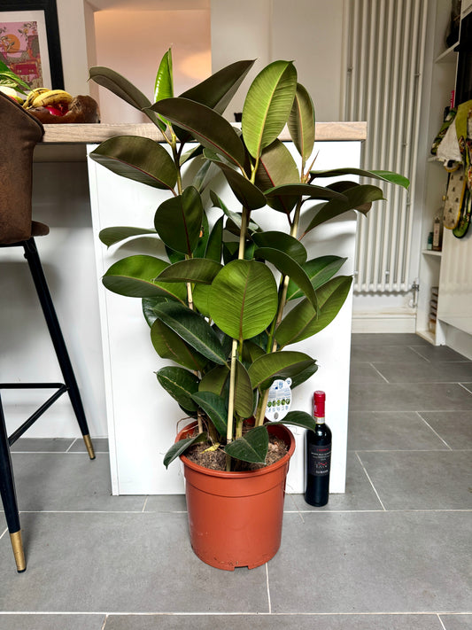 100cm Ficus Robusta (Rubber Plant)