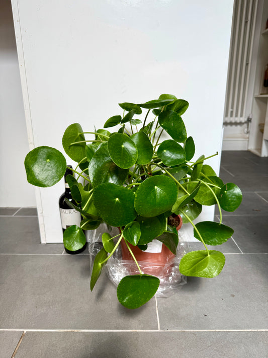 50cm Pilea Peperomiodies (Chinese Money Plant)