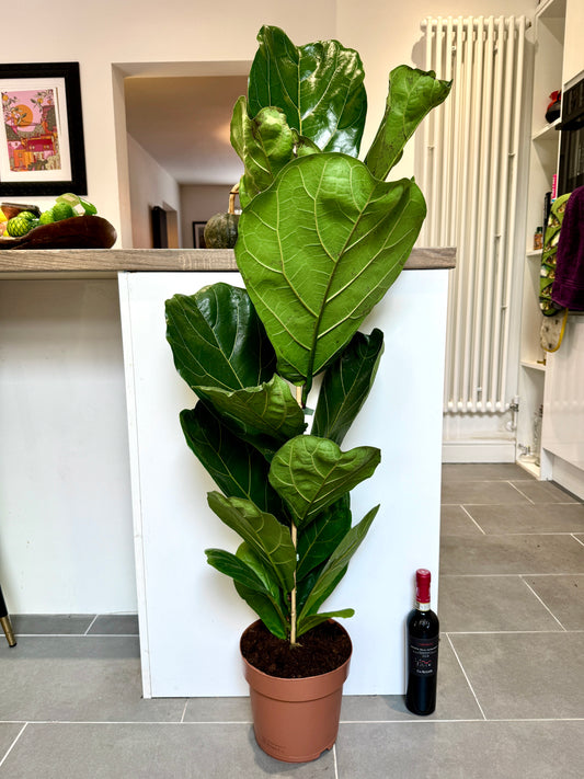 130cm Ficus Lyrata (Fiddle Leaf Fig)