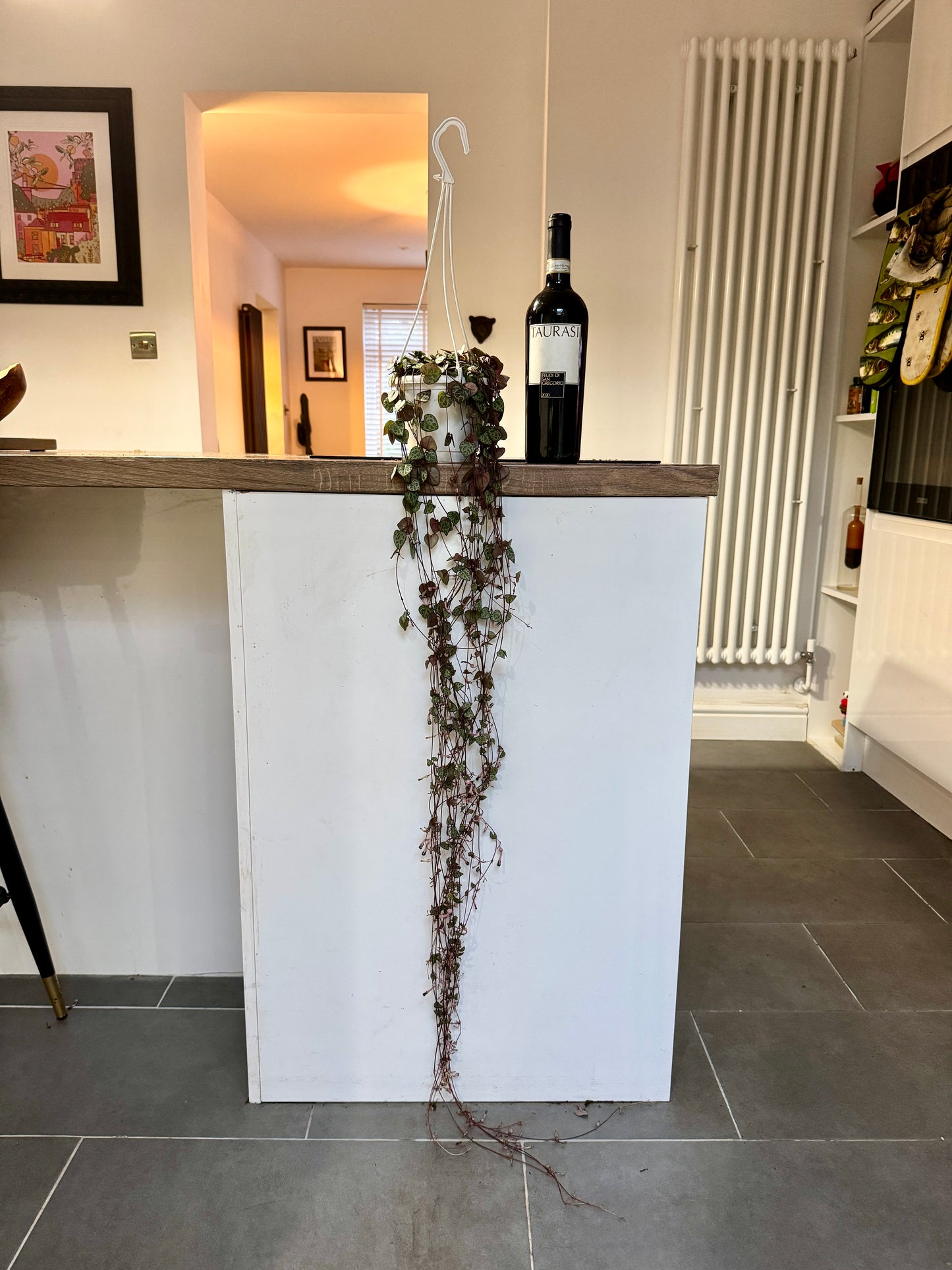 100cm Variegated Hanging String of Hearts (Ceropegia woodii)