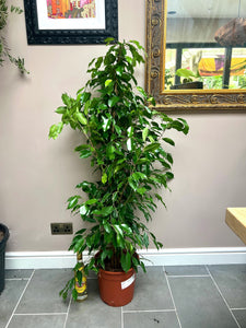 150cm Ficus Benjamina Danielle