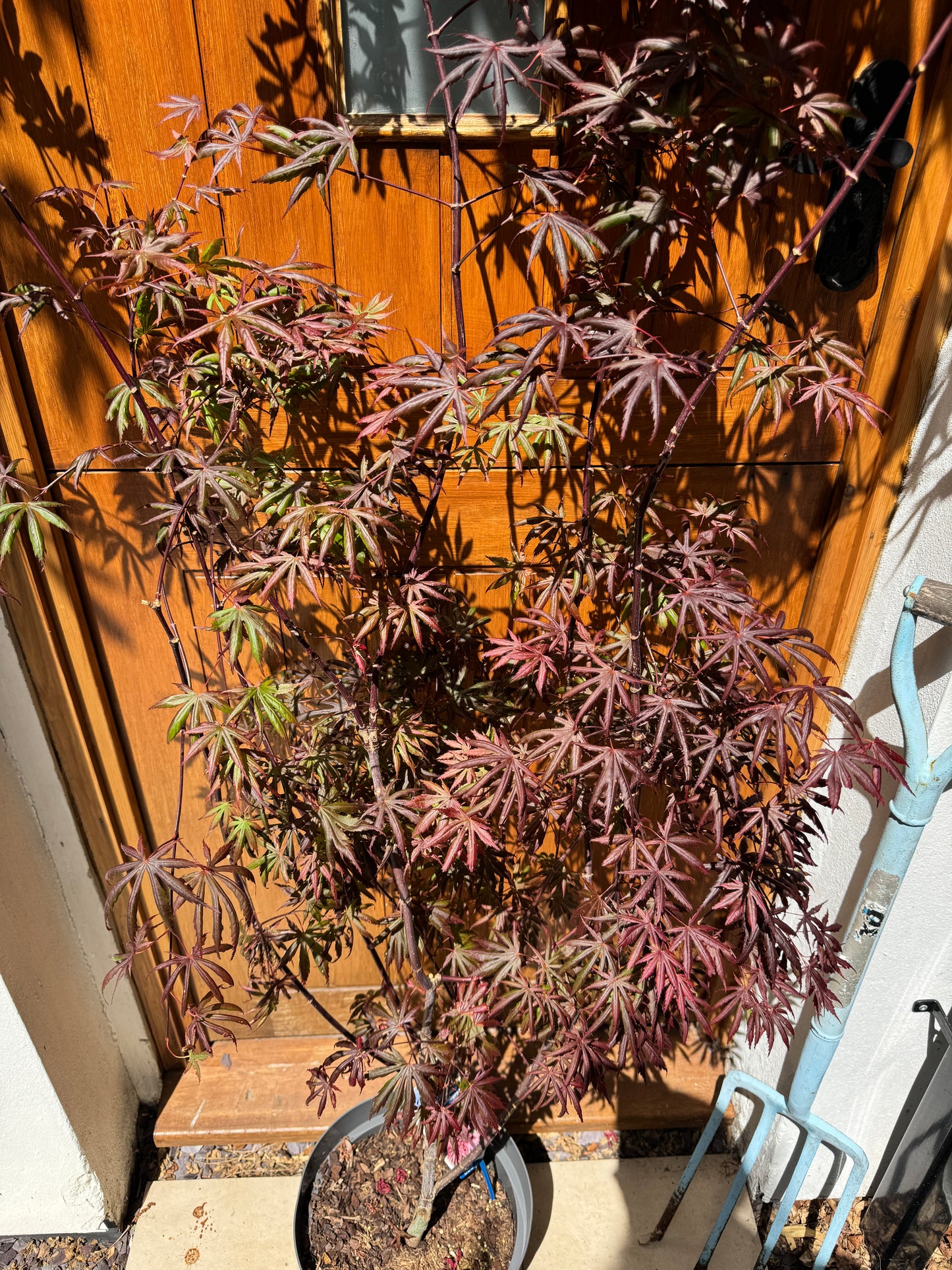 180cm Outdoor Acer Palmatum Trompenburg