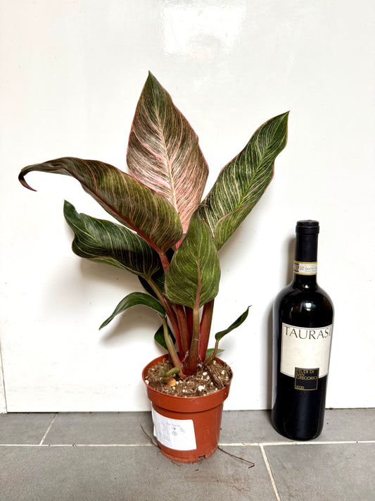 50cm Philodendron Pink Bikini