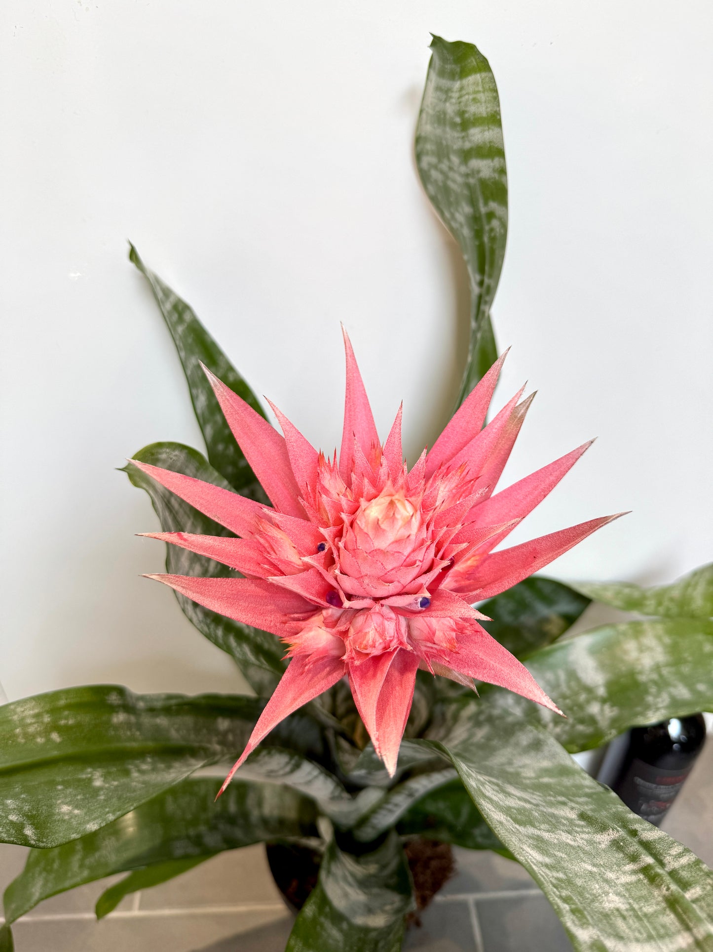 50cm Pink Aechmea Fasciata