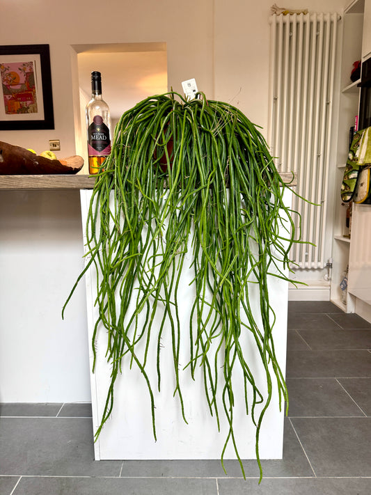 110cm Rhipsalis Werckleii (Moonlight Cactus)