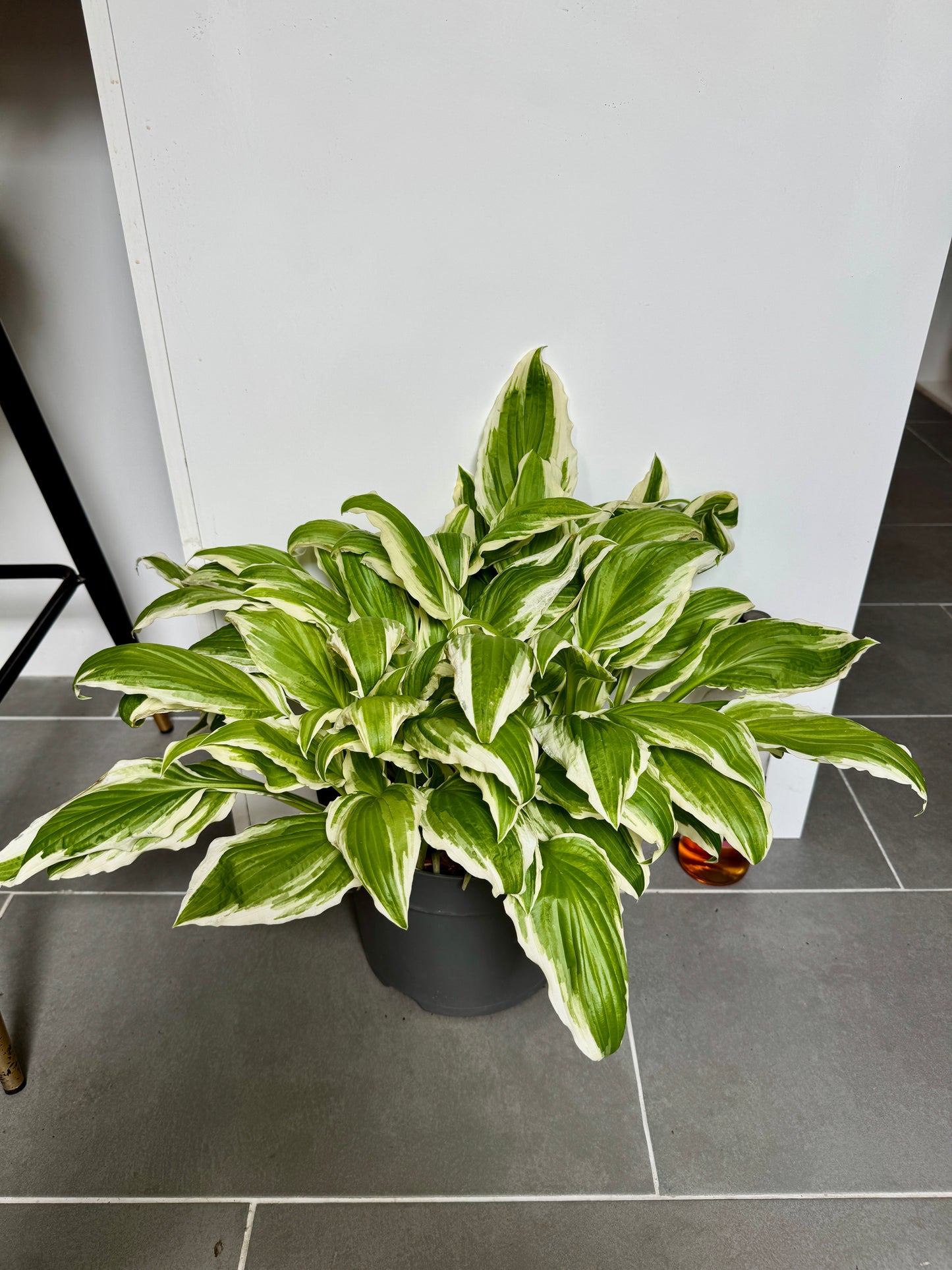 45cm Hosta