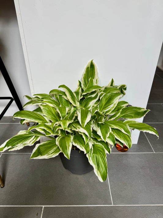 45cm Hosta