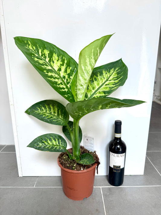 70cm Dieffenbachia Tropic Snow