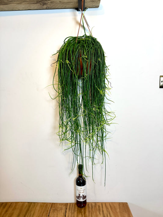 100cm Rhipsalis Floccosa