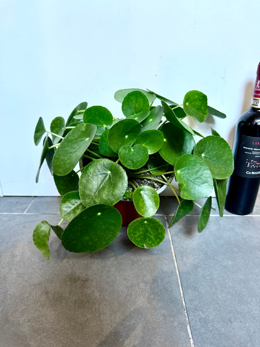 30cm Pilea Peperomiodies (Chinese Money Plant)