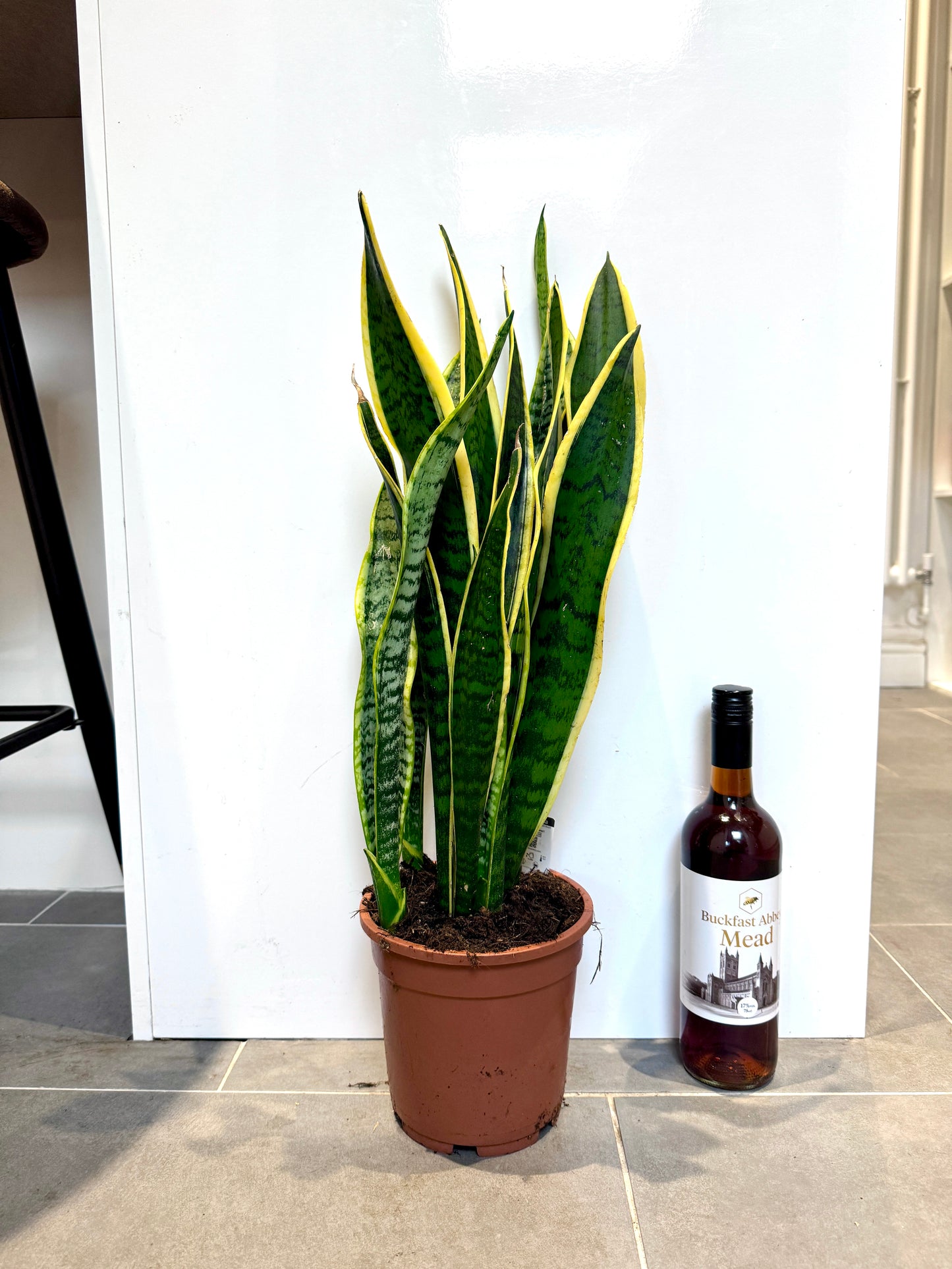 70cm Sansevieria (Snake / Mother in Law’s Tongue Plant)