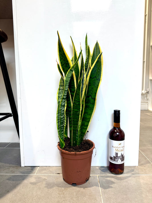 70cm Sansevieria (Snake / Mother in Law’s Tongue Plant)
