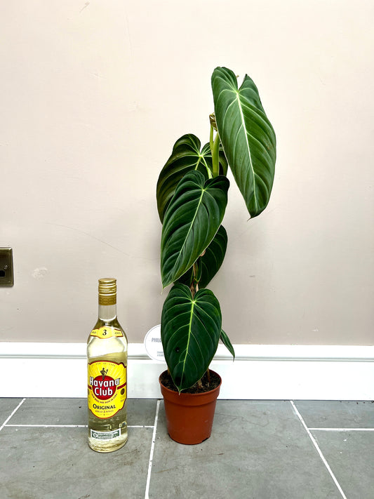 60cm Philodenron Melanochrysum