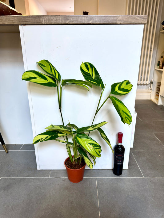 60cm Ctenanthe Pilosa Golden Mosaic