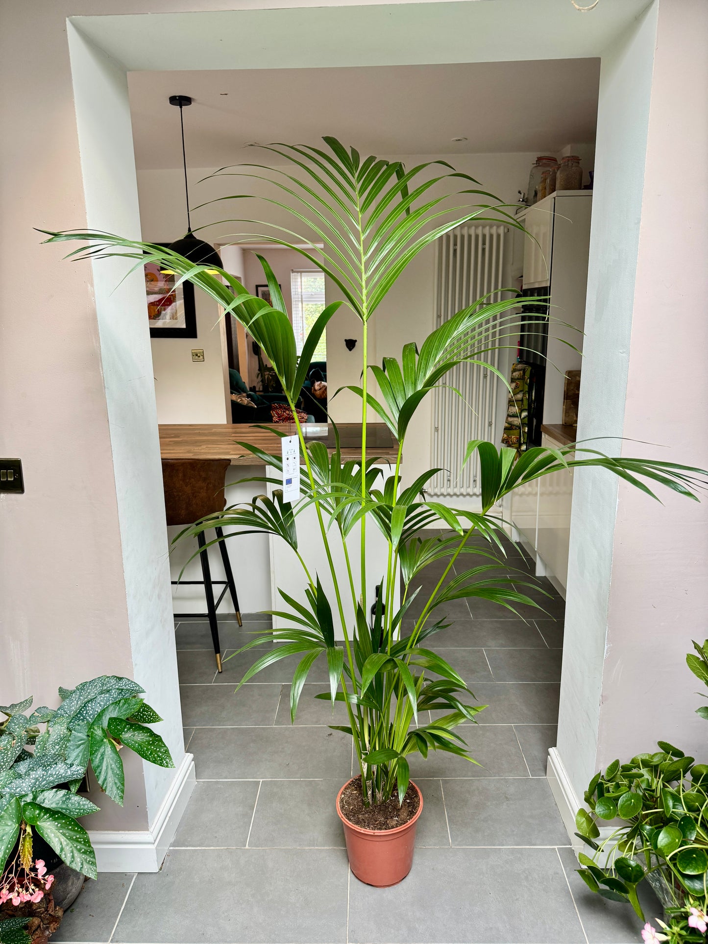 200cm Howea Forsteriana (Kentia Palm)