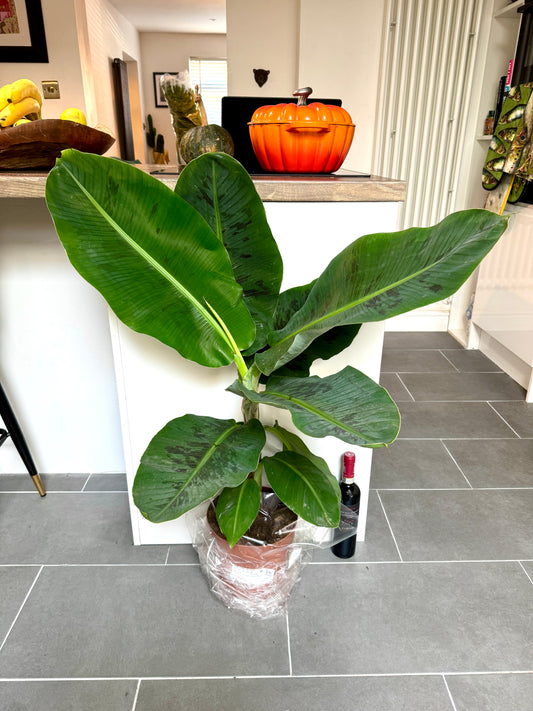 100cm Banana Tree (Musa Dwarf Cavendish)