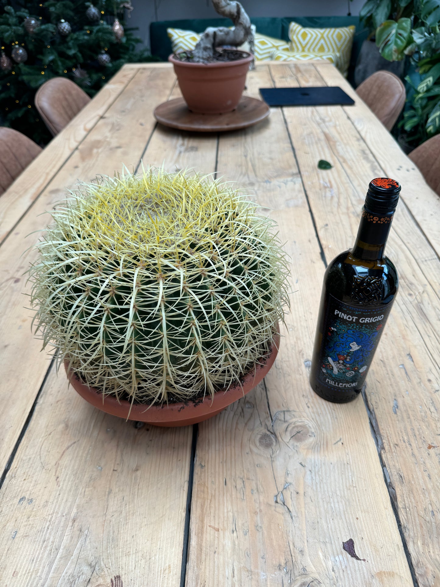 30cm Giant Barrel Cactus