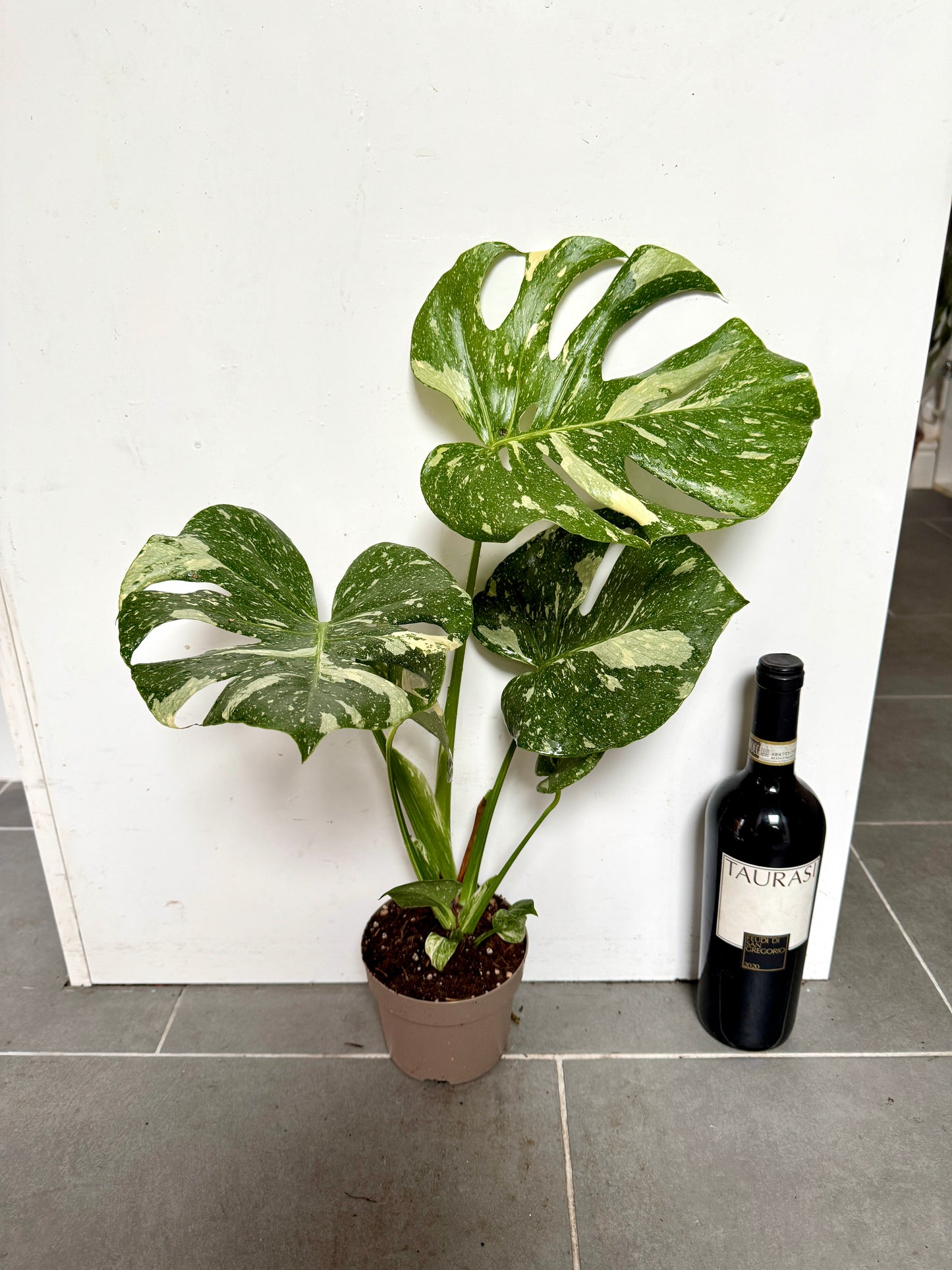 60cm Monstera Deliciosa Thai Constellation