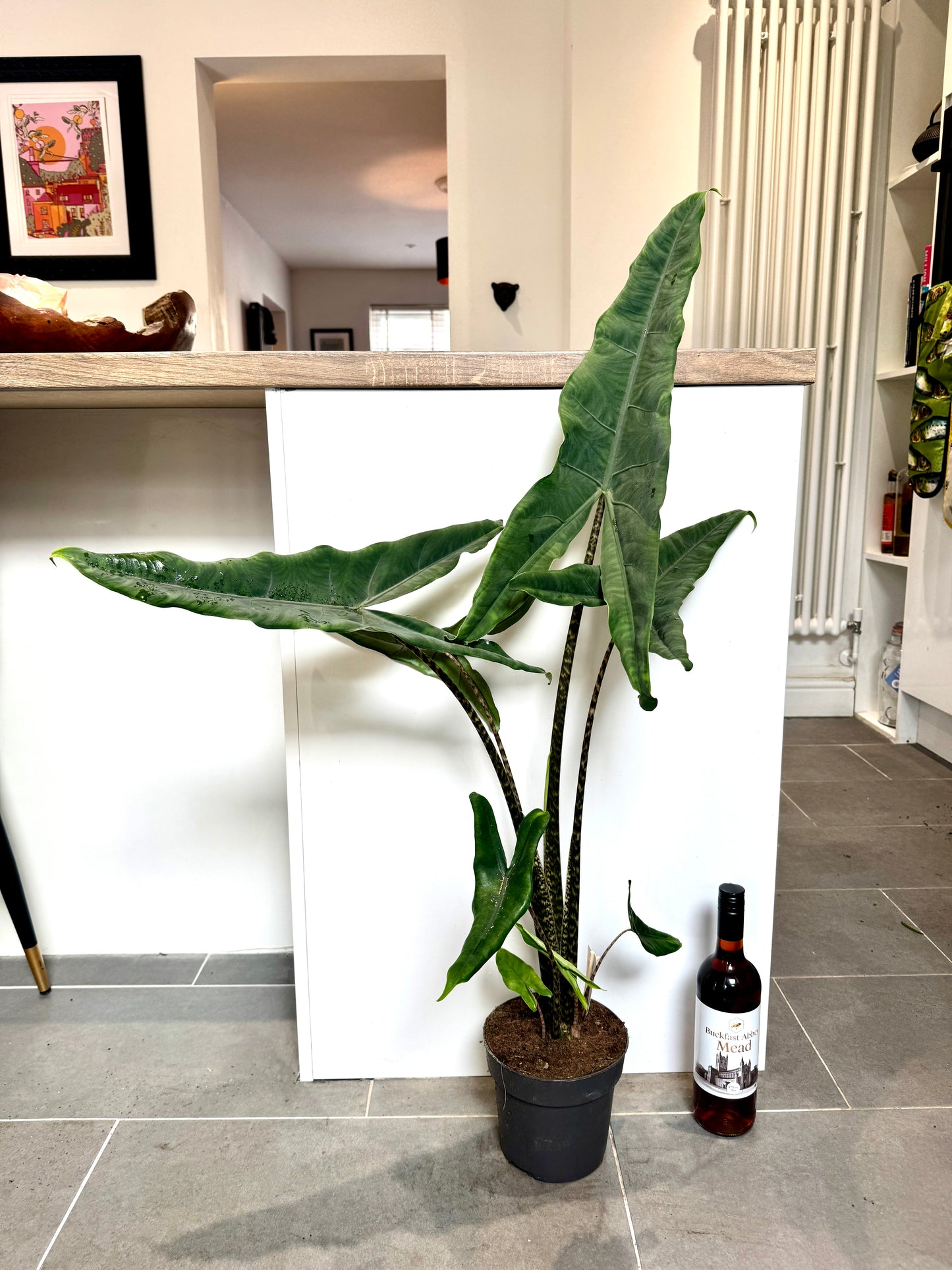 100cm Alocasia Tigrina