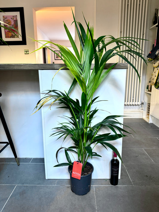 120cm Howea Forsteriana (Kentia Palm)