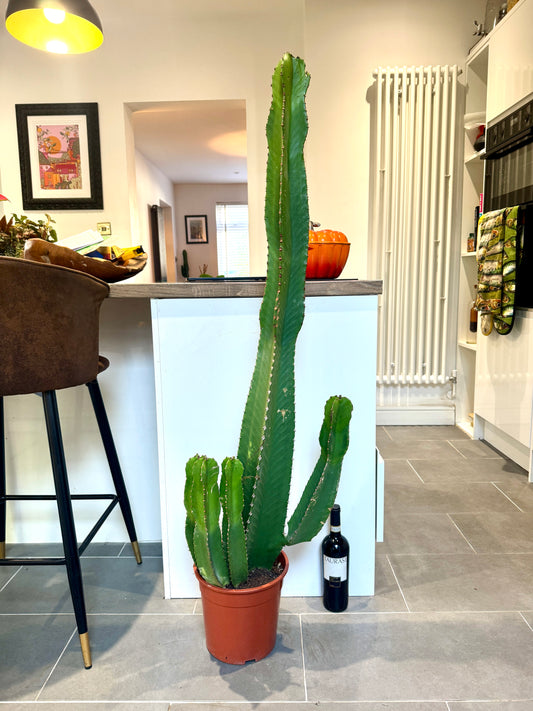 120cm Euphorbia Cactus
