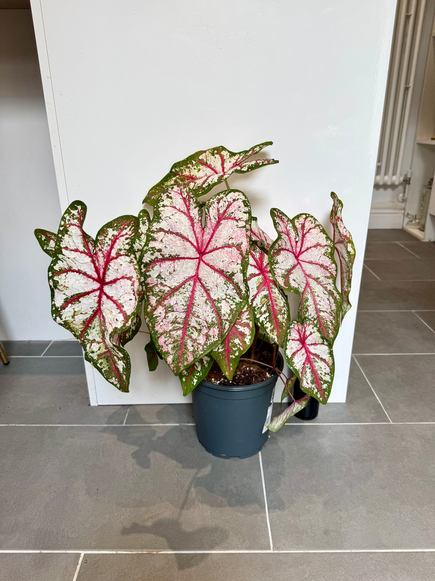 70cm Caladium Tapestry