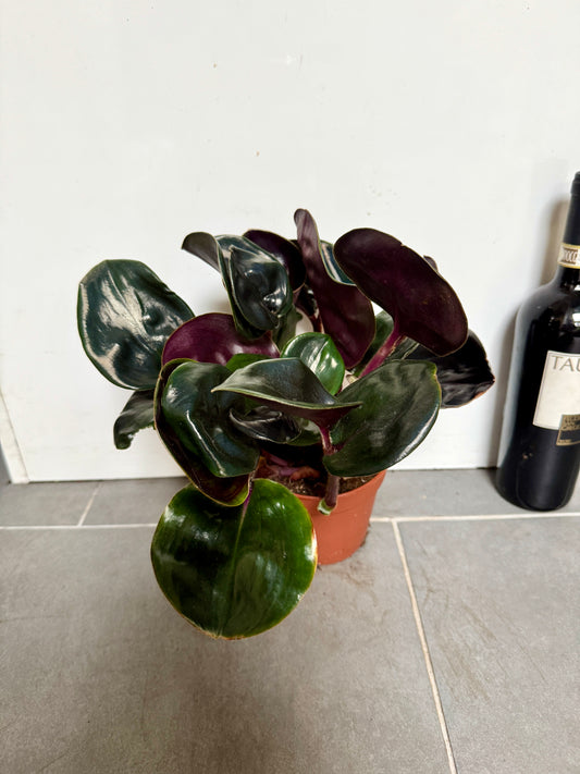 30cm Geogenanthus Midnight Pearl