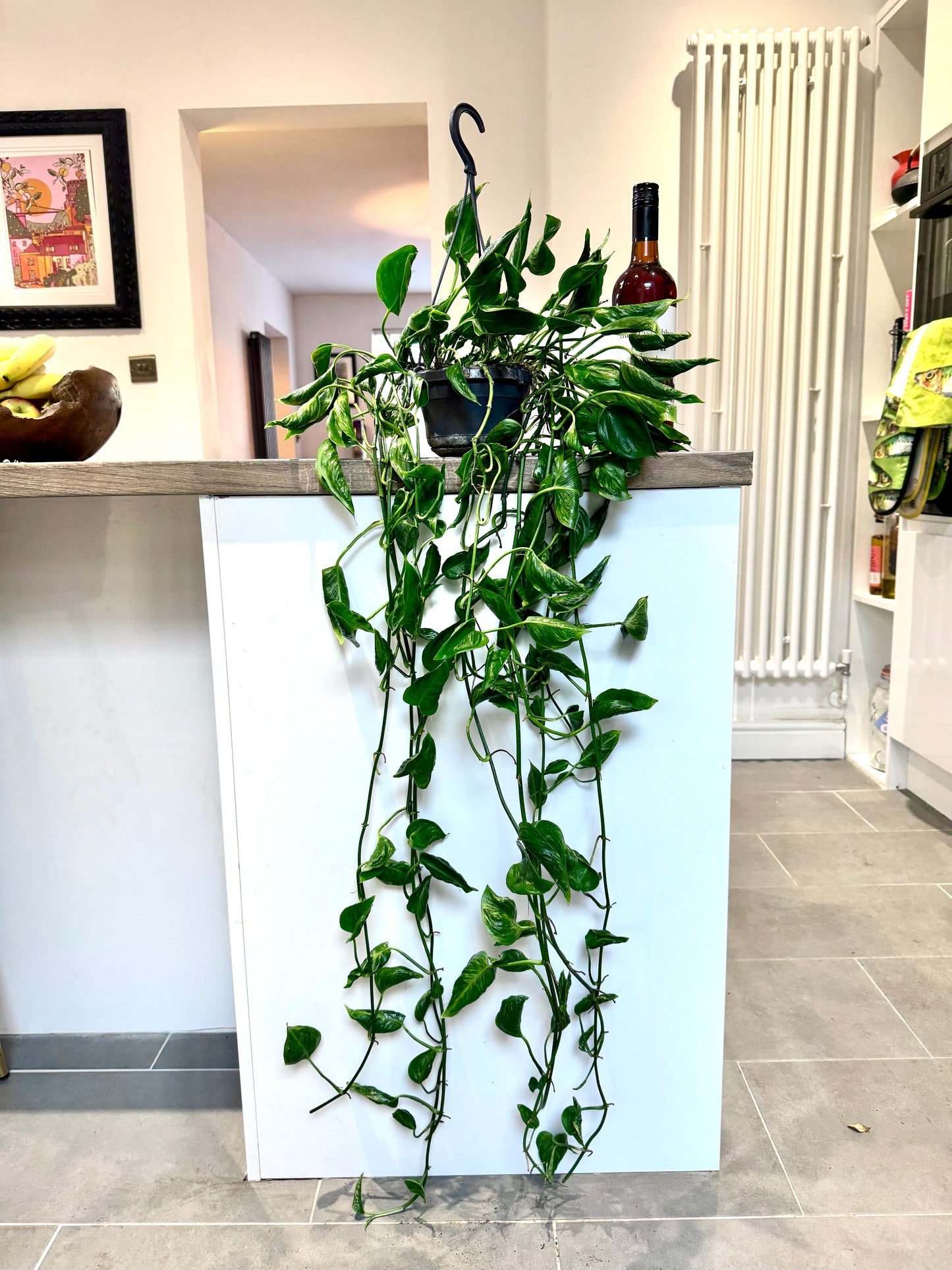 100cm Epipremnum Shangri La Devils Ivy