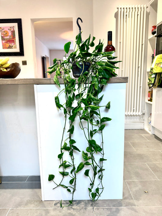 100cm Epipremnum Shangri La Devils Ivy