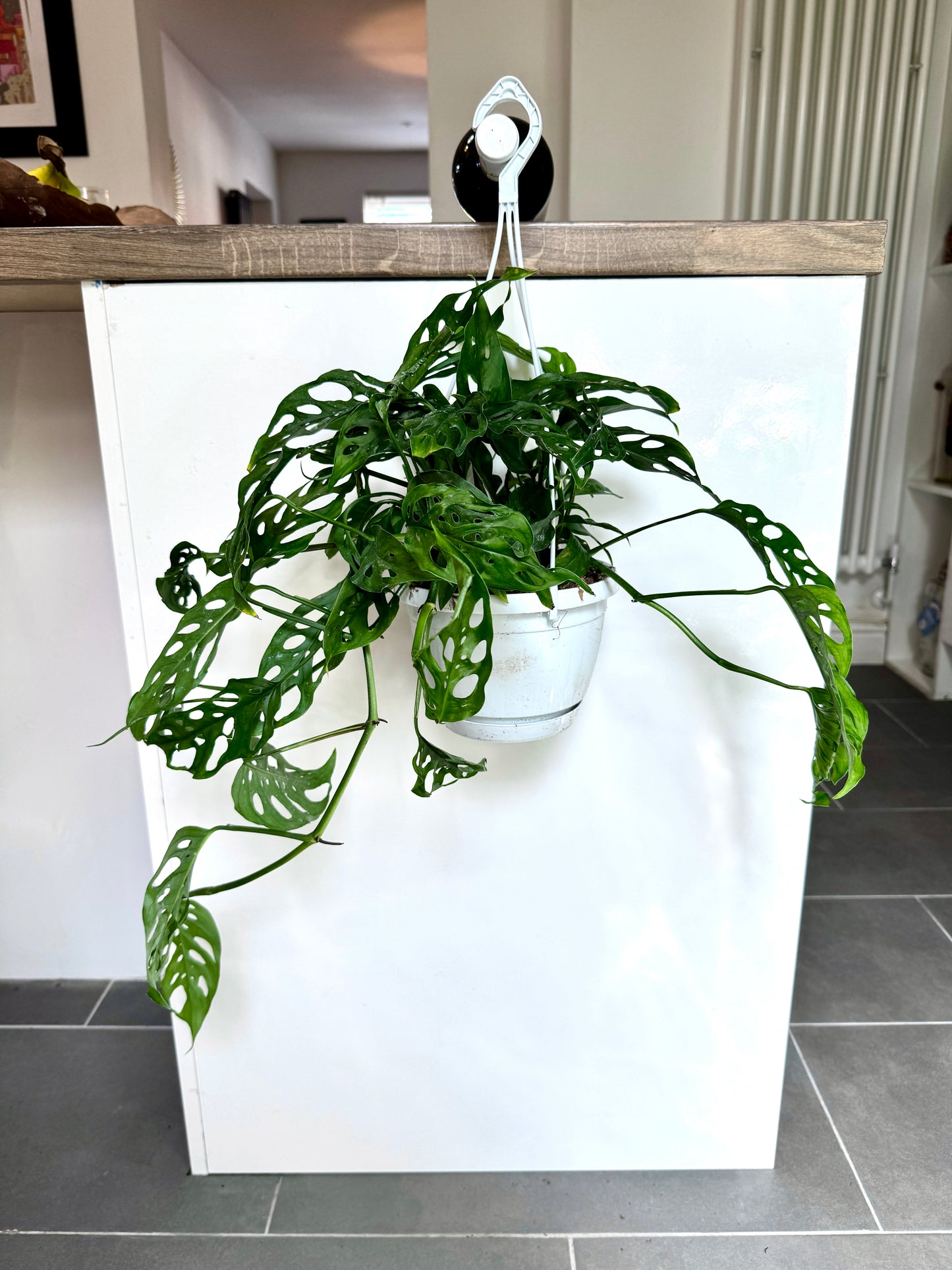 50cm Hanging Monstera Adansonii (Monkey Mask Cheese Plant)