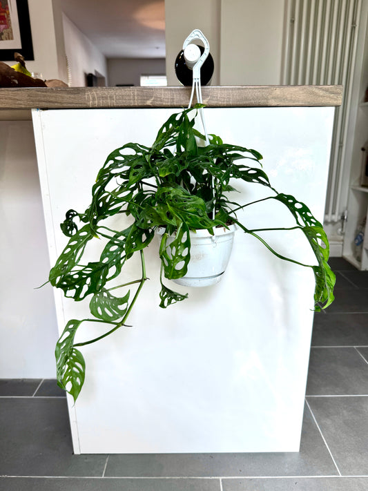 50cm Hanging Monstera Adansonii (Monkey Mask Cheese Plant)