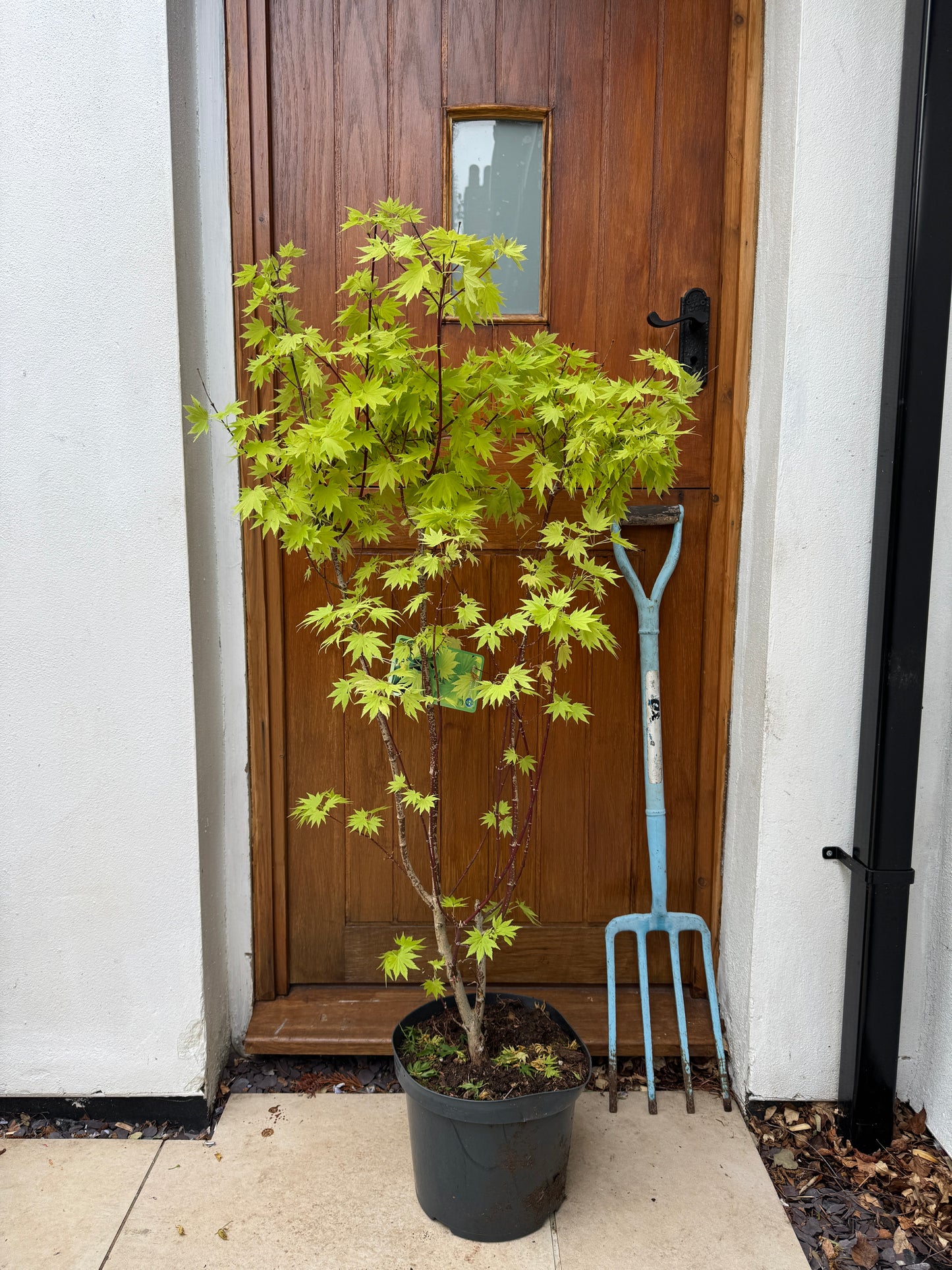 130cm Outdoor Acer Shirasawanum Jordan Tree